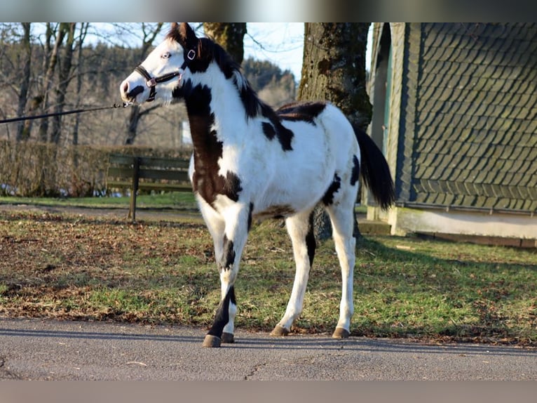 Paint Horse Stute 1 Jahr 153 cm Overo-alle-Farben in Hellenthal