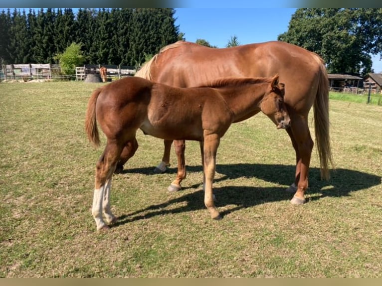 Paint Horse Stute 1 Jahr 154 cm Fuchs in Högsdorf