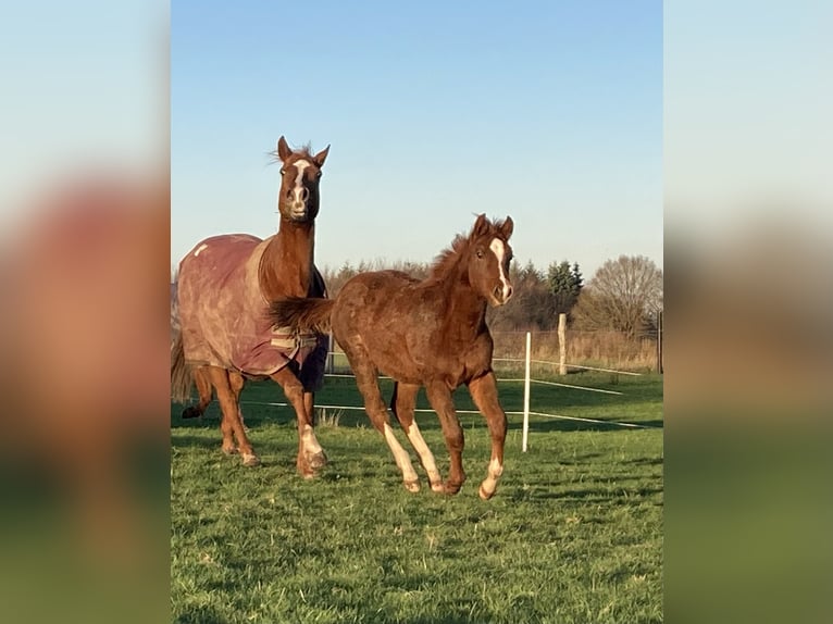 Paint Horse Stute 1 Jahr 154 cm Fuchs in Högsdorf