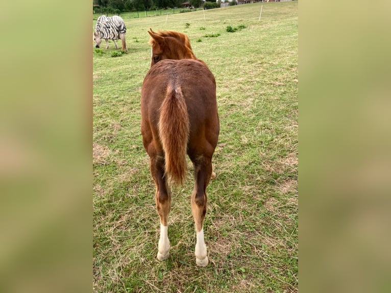 Paint Horse Stute 1 Jahr 154 cm Fuchs in Högsdorf