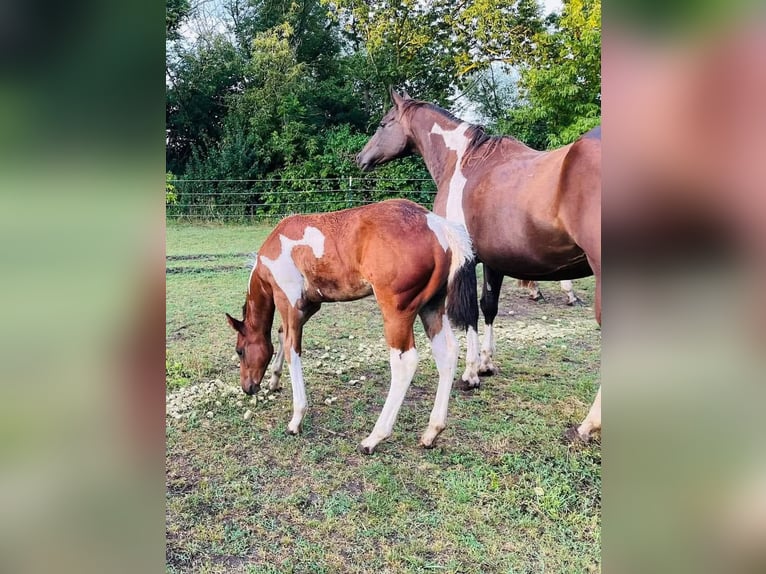 Paint Horse Stute 1 Jahr 154 cm Schecke in Könnern