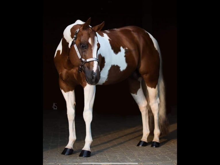 Paint Horse Stute 1 Jahr 155 cm Palomino in Berg en terblijt