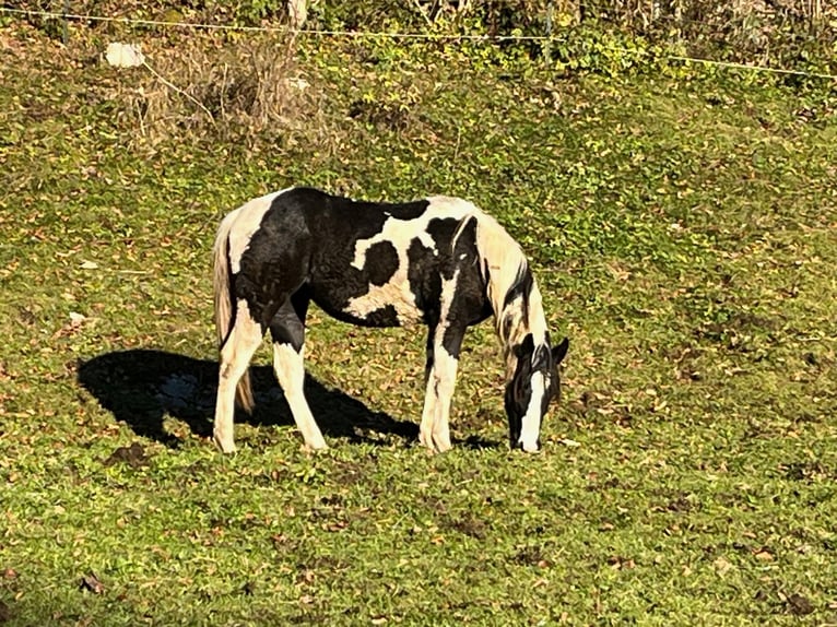 Paint Horse Stute 1 Jahr 155 cm Tobiano-alle-Farben in TraunkirchenTraunkirchen