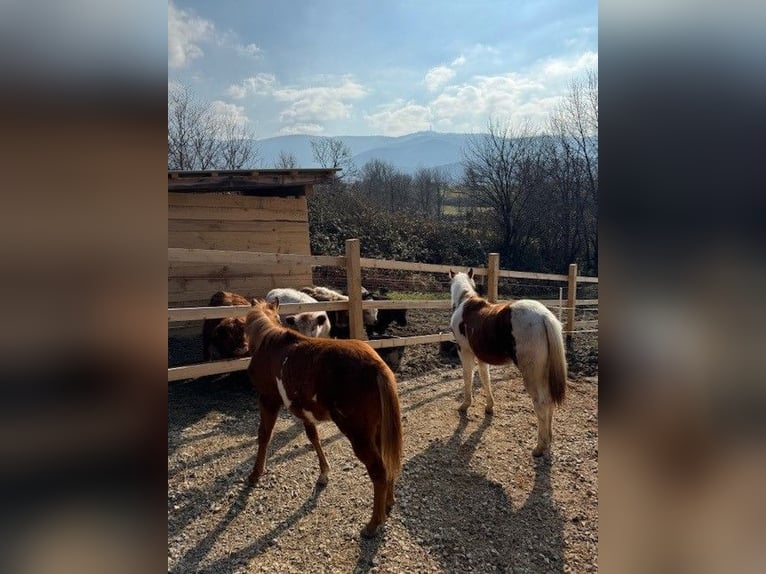 Paint Horse Stute 1 Jahr 160 cm Overo-alle-Farben in edelbach bei feldbach