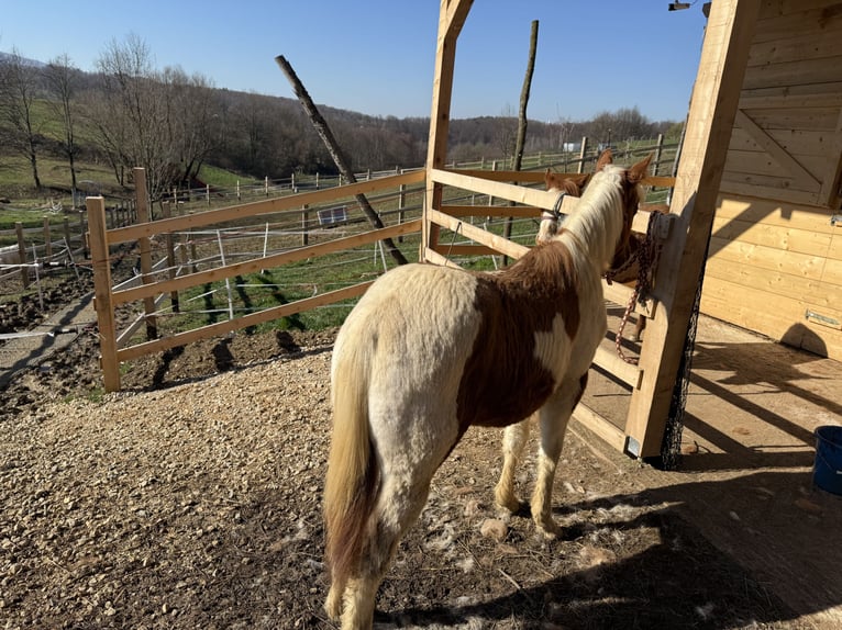 Paint Horse Stute 1 Jahr 160 cm Overo-alle-Farben in edelbach bei feldbach