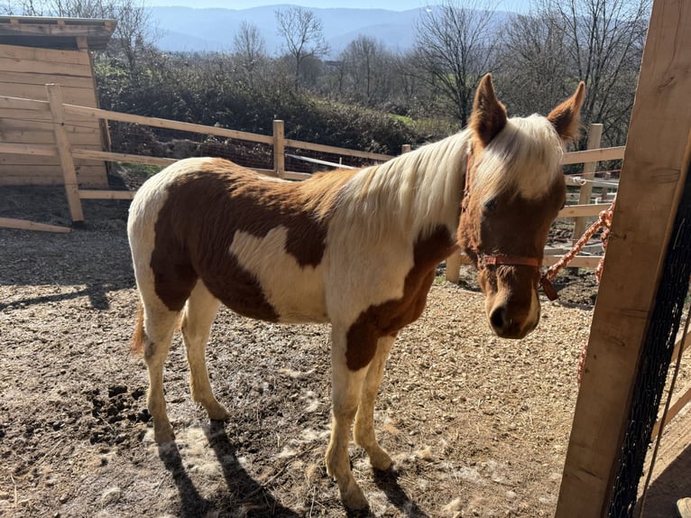 Paint Horse Stute 1 Jahr 160 cm Overo-alle-Farben in edelbach bei feldbach