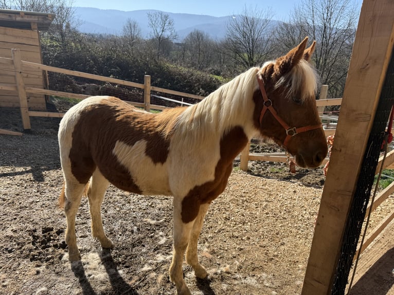 Paint Horse Stute 1 Jahr 160 cm Overo-alle-Farben in edelbach bei feldbach
