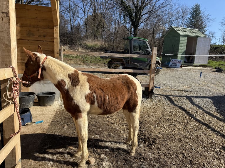 Paint Horse Stute 1 Jahr 160 cm Overo-alle-Farben in edelbach bei feldbach