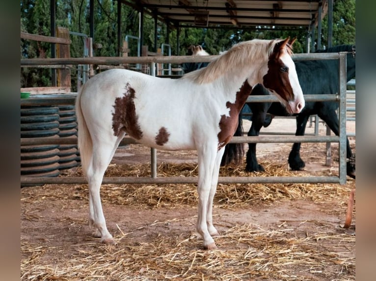 Paint Horse Mix Stute 1 Jahr 160 cm Schecke in Torreblanca