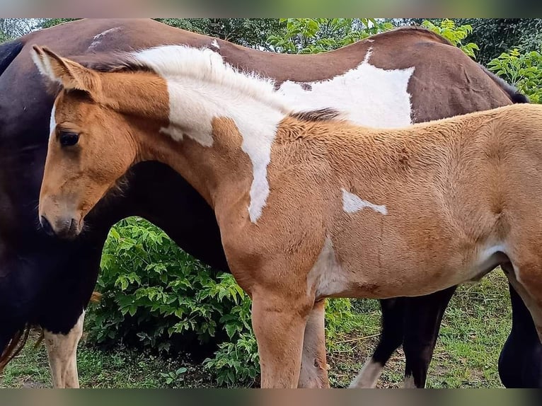 Paint Horse Stute 1 Jahr Buckskin in Könnern