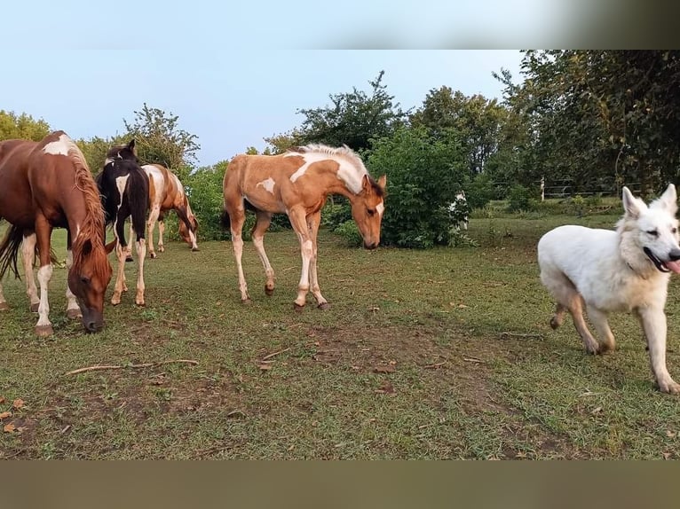 Paint Horse Stute 1 Jahr Buckskin in Könnern