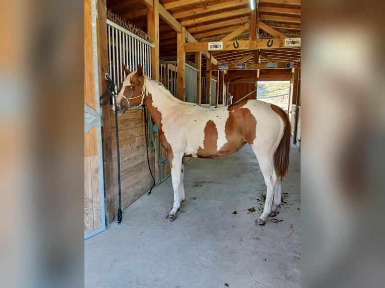 Paint Horse Stute 1 Jahr Tobiano-alle-Farben in Incisa Scapaccino
