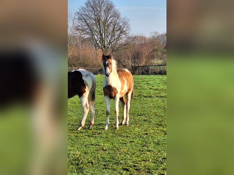 Paint Horse Stute 1 Jahr Tobiano-alle-Farben in Gavere