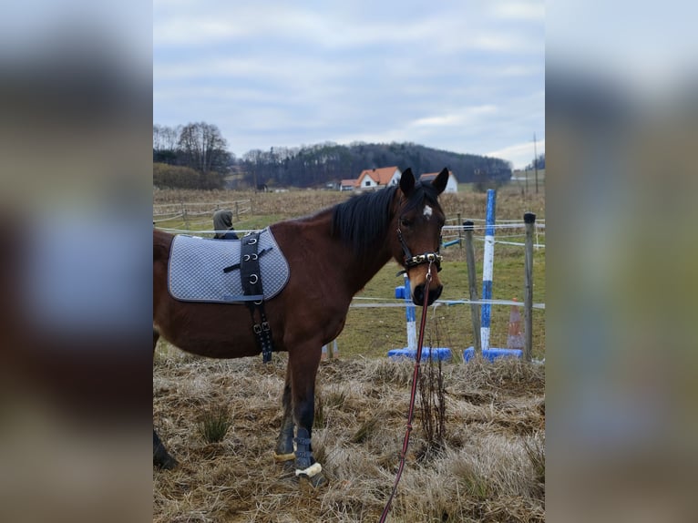 Paint Horse Mix Stute 21 Jahre 150 cm Brauner in Wetzawinkel