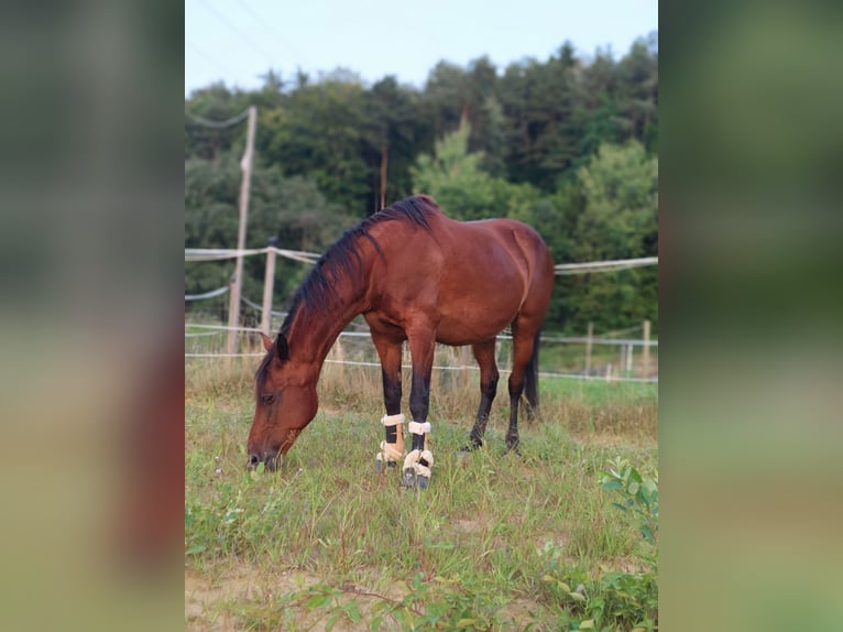Paint Horse Mix Stute 21 Jahre 150 cm Brauner in Wetzawinkel