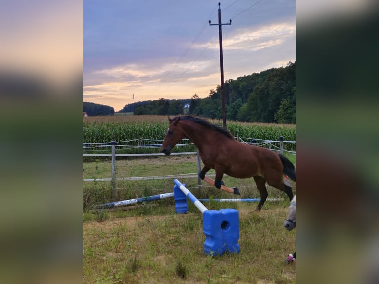 Paint Horse Stute 21 Jahre 150 cm Brauner in Wetzawinkel