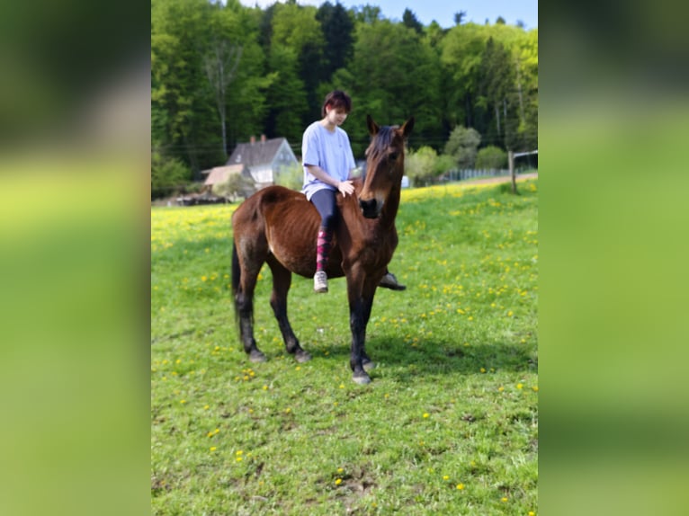 Paint Horse Mix Stute 21 Jahre 150 cm Brauner in Wetzawinkel