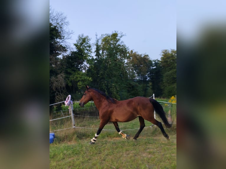 Paint Horse Stute 21 Jahre 150 cm Brauner in Wetzawinkel