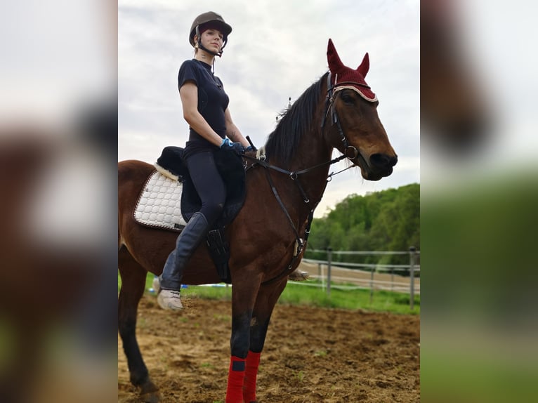Paint Horse Stute 21 Jahre 150 cm Brauner in Wetzawinkel