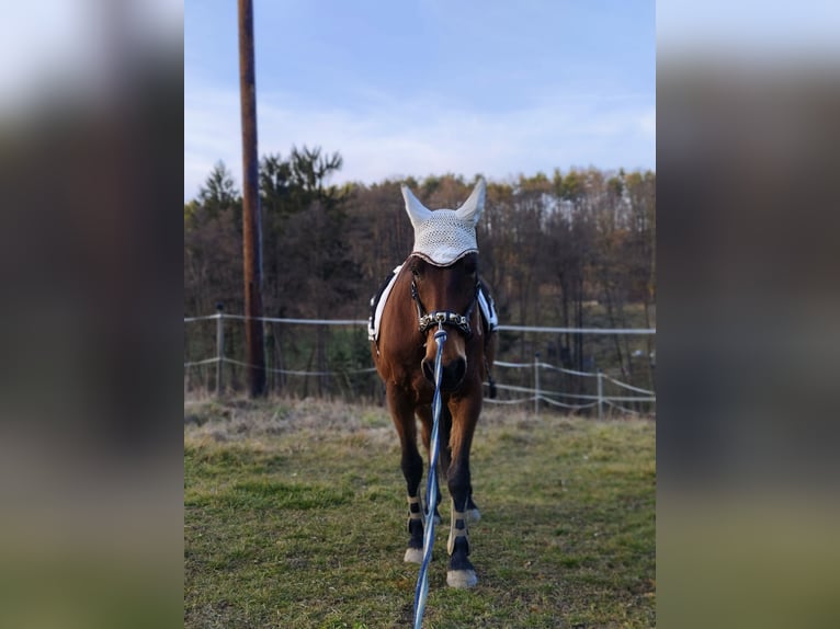 Paint Horse Stute 21 Jahre 150 cm Brauner in Wetzawinkel