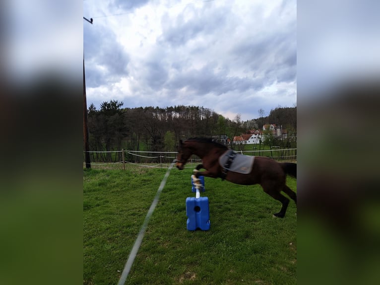 Paint Horse Mix Stute 21 Jahre 150 cm Brauner in Wetzawinkel