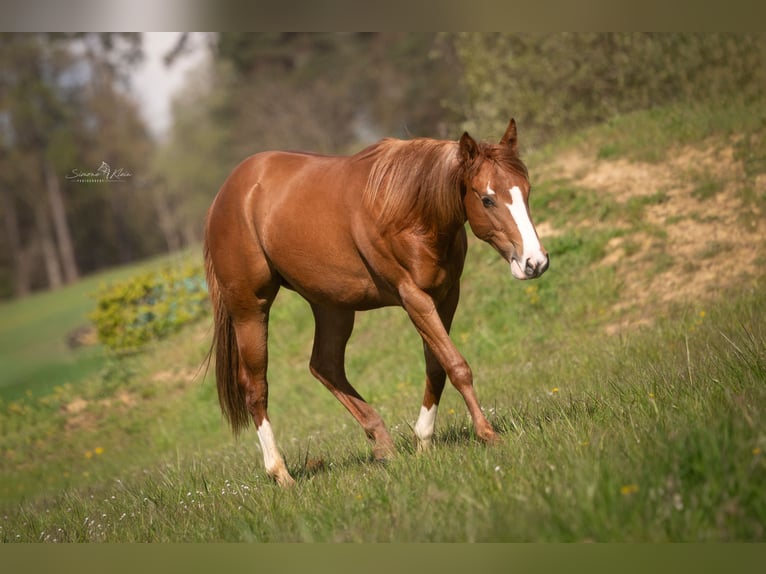 Paint Horse Stute 2 Jahre 143 cm Fuchs in HÖCHSTBERG