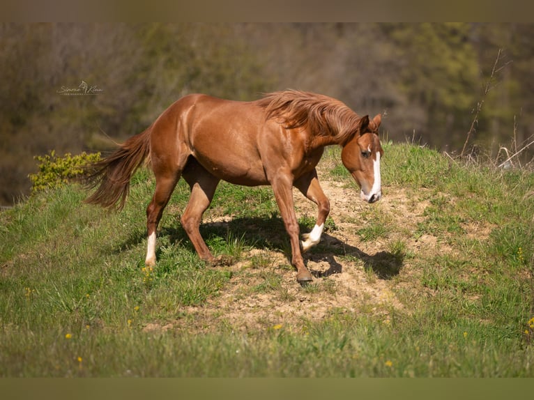 Paint Horse Stute 2 Jahre 143 cm Fuchs in HÖCHSTBERG