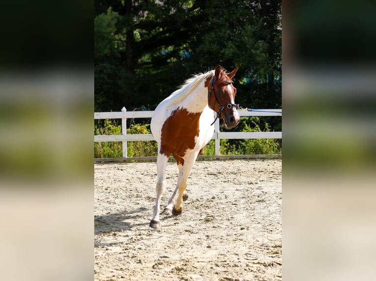 Paint Horse Stute 2 Jahre 145 cm Fuchs in Michelstadt