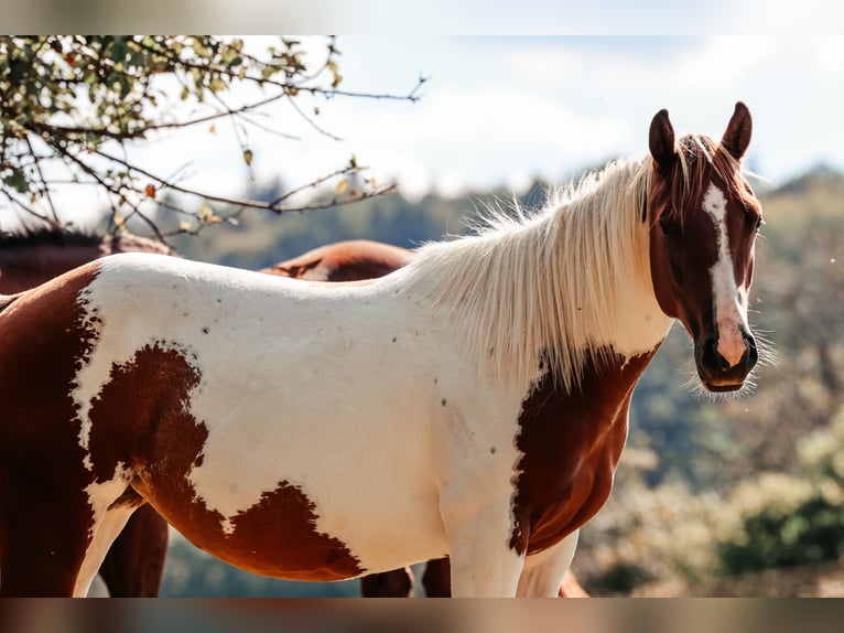 Paint Horse Stute 2 Jahre 145 cm Fuchs in Michelstadt
