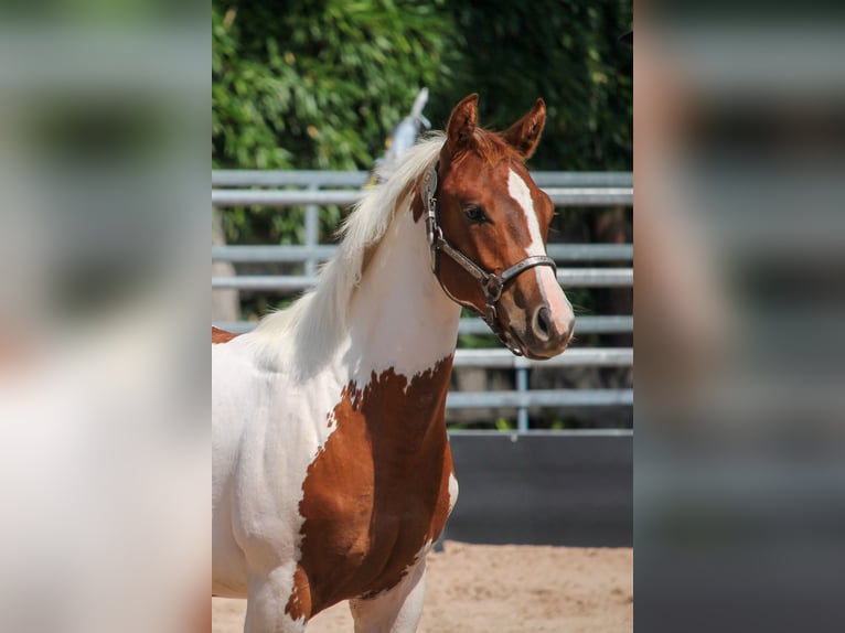 Paint Horse Stute 2 Jahre 145 cm Fuchs in Michelstadt