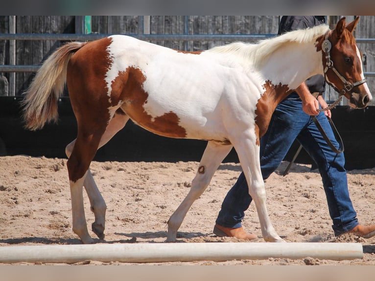 Paint Horse Stute 2 Jahre 145 cm Fuchs in Michelstadt