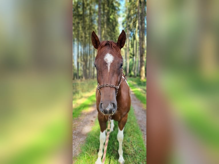 Paint Horse Stute 2 Jahre 147 cm Tobiano-alle-Farben in Heinzenbach