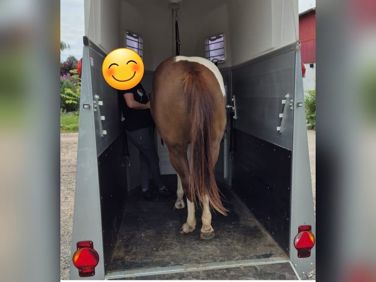 Paint Horse Stute 2 Jahre 147 cm Tobiano-alle-Farben in Heinzenbach