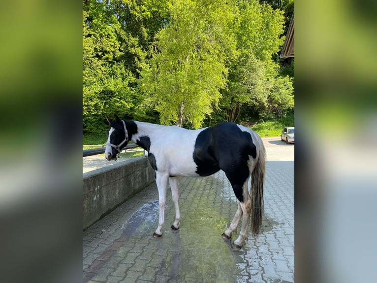 Paint Horse Stute 2 Jahre 148 cm Tobiano-alle-Farben in Gro&#xDF;volderberg