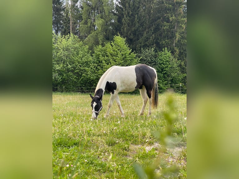 Paint Horse Stute 2 Jahre 148 cm Tobiano-alle-Farben in Gro&#xDF;volderberg