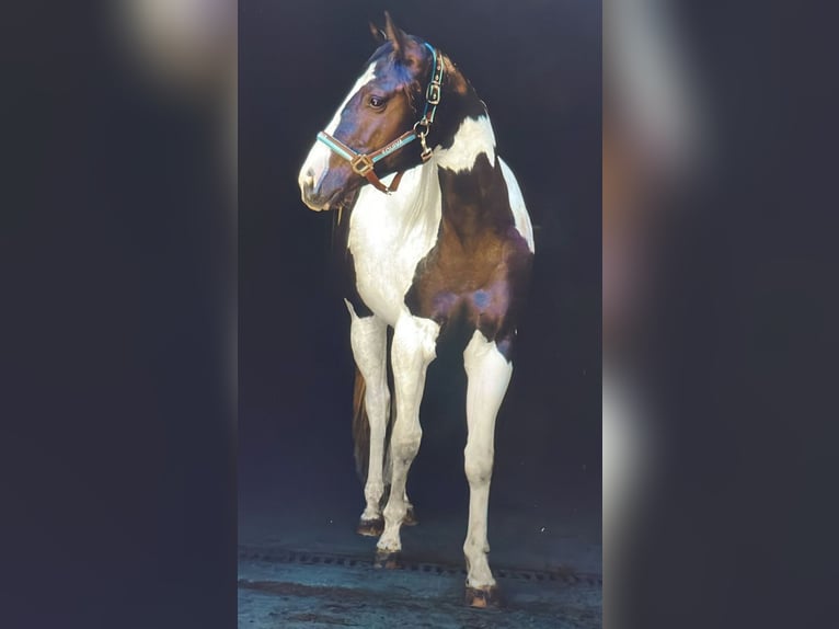 Paint Horse Stute 2 Jahre 148 cm Tobiano-alle-Farben in Gro&#xDF;volderberg