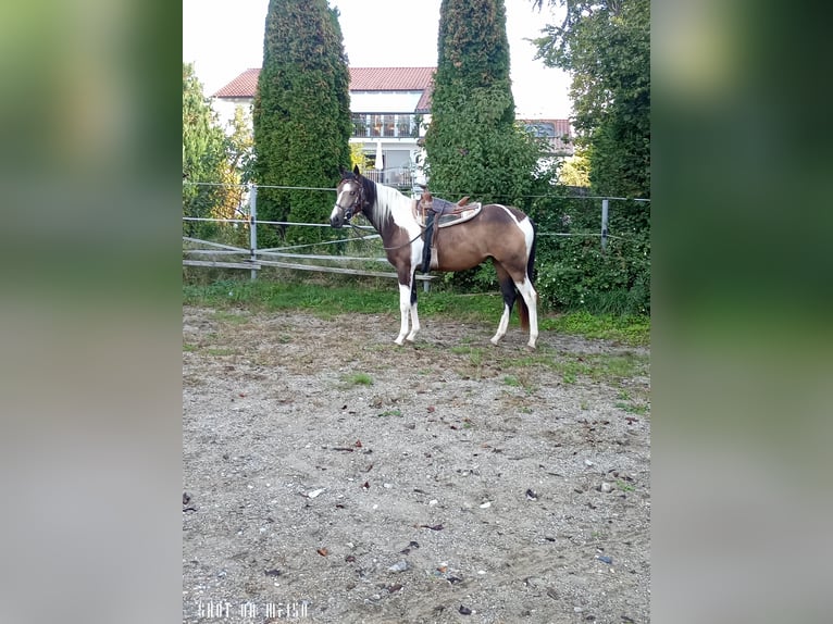 Paint Horse Mix Stute 2 Jahre 150 cm Schecke in Bodenkirchen