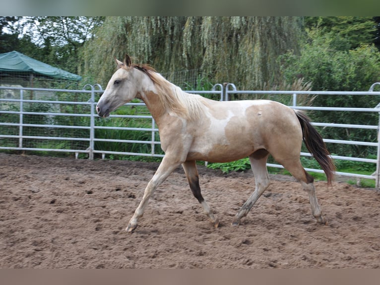 Paint Horse Stute 2 Jahre 150 cm in B&#xFC;ckeburg Evesen