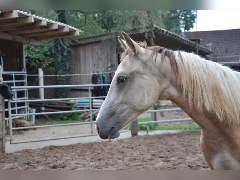 Paint Horse Stute 2 Jahre 150 cm in B&#xFC;ckeburg Evesen