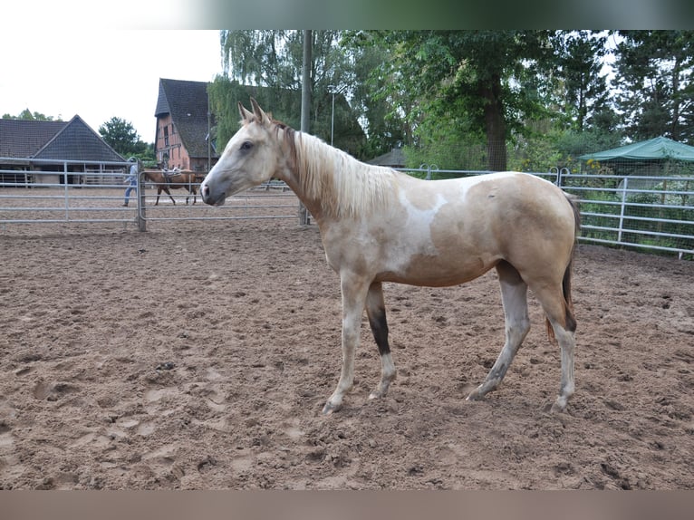 Paint Horse Stute 2 Jahre 150 cm in B&#xFC;ckeburg Evesen