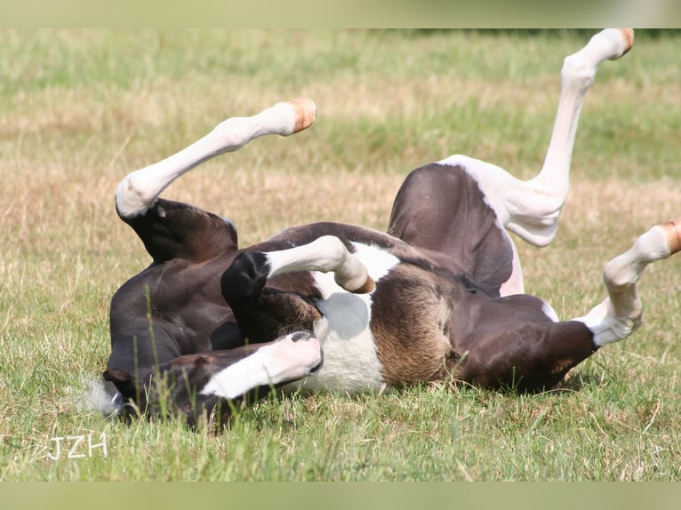 Paint Horse Stute 2 Jahre 150 cm in Düsseldorf