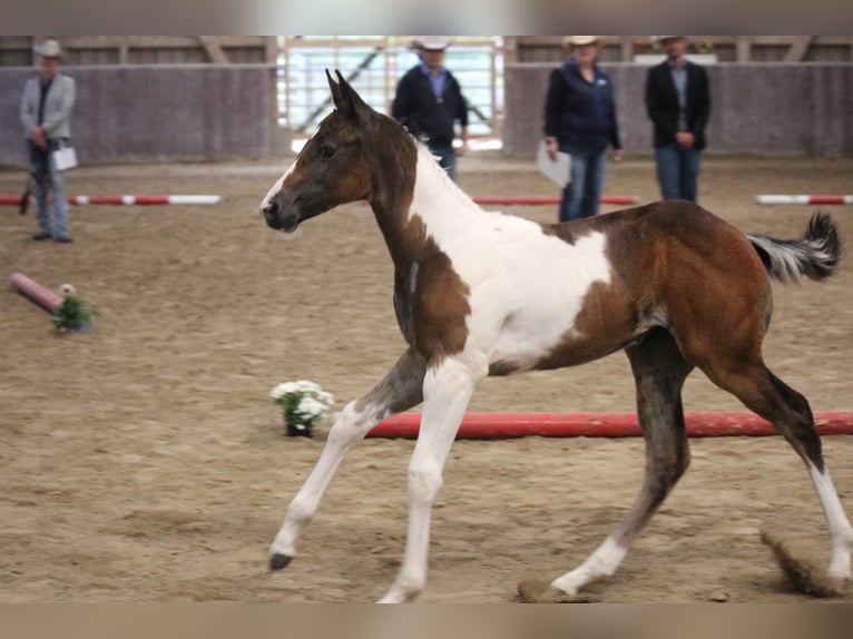 Paint Horse Stute 2 Jahre 154 cm Tobiano-alle-Farben in Haldenwang