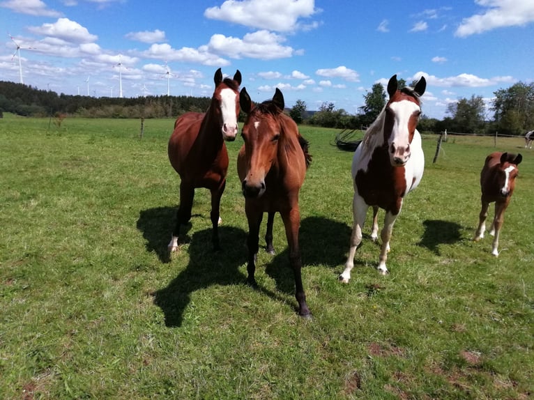Paint Horse Stute 2 Jahre 160 cm Dunkelbrauner in Hellenthal
