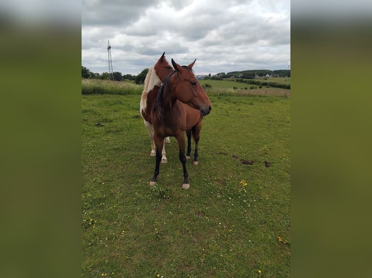 Paint Horse Stute 2 Jahre 160 cm Dunkelbrauner in Hellenthal