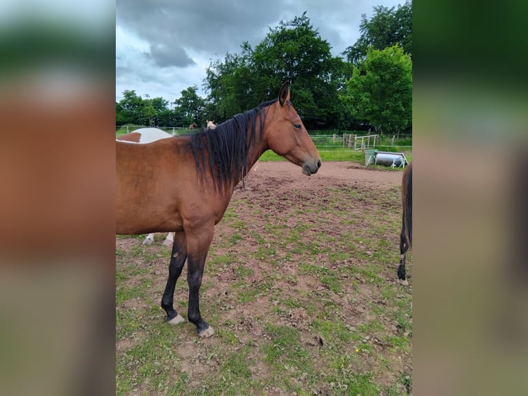 Paint Horse Stute 2 Jahre 160 cm Dunkelbrauner in Hellenthal