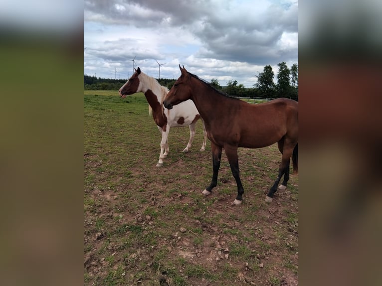 Paint Horse Stute 2 Jahre 160 cm Dunkelbrauner in Hellenthal