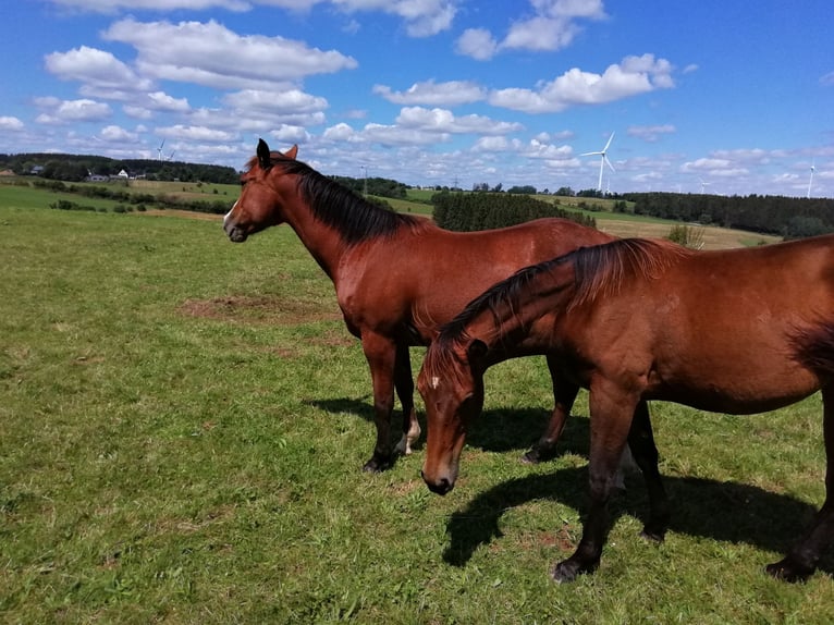 Paint Horse Stute 2 Jahre 160 cm Dunkelbrauner in Hellenthal