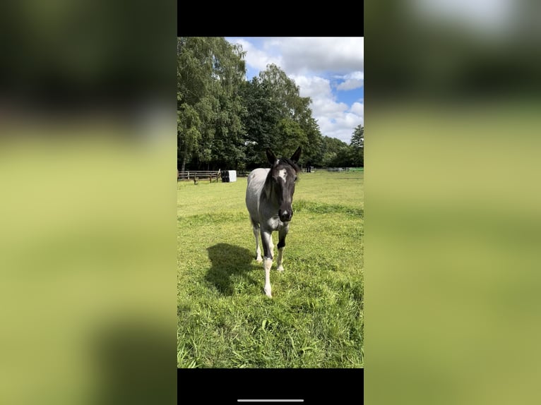 Paint Horse Mix Stute 2 Jahre 160 cm Schecke in Elmenhorst