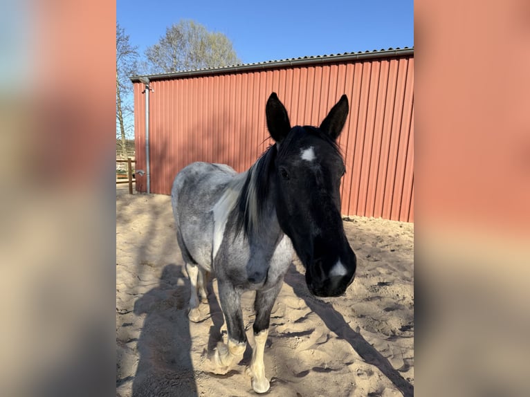 Paint Horse Mix Stute 2 Jahre 160 cm Schecke in Elmenhorst