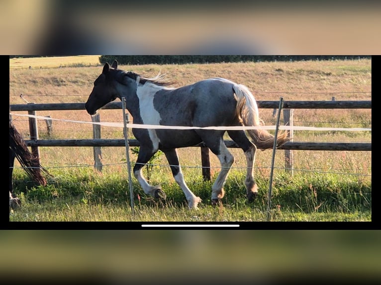 Paint Horse Mix Stute 2 Jahre 160 cm Schecke in Elmenhorst